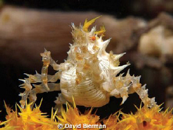 Yellow Candy Crab by David Bierman 